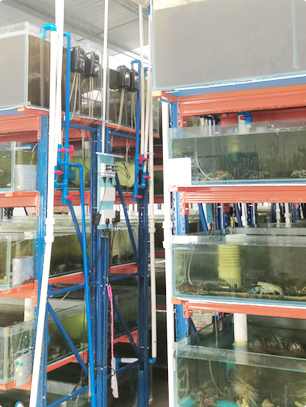 Ornamental Plant and Animal Industry